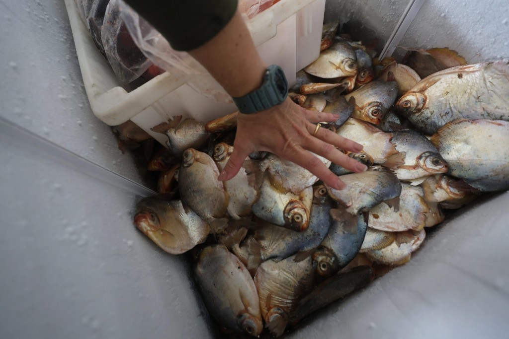 Operação conjunta com Juizado Ambiental apreende quase uma tonelada de pescado irregular em Cuiabá